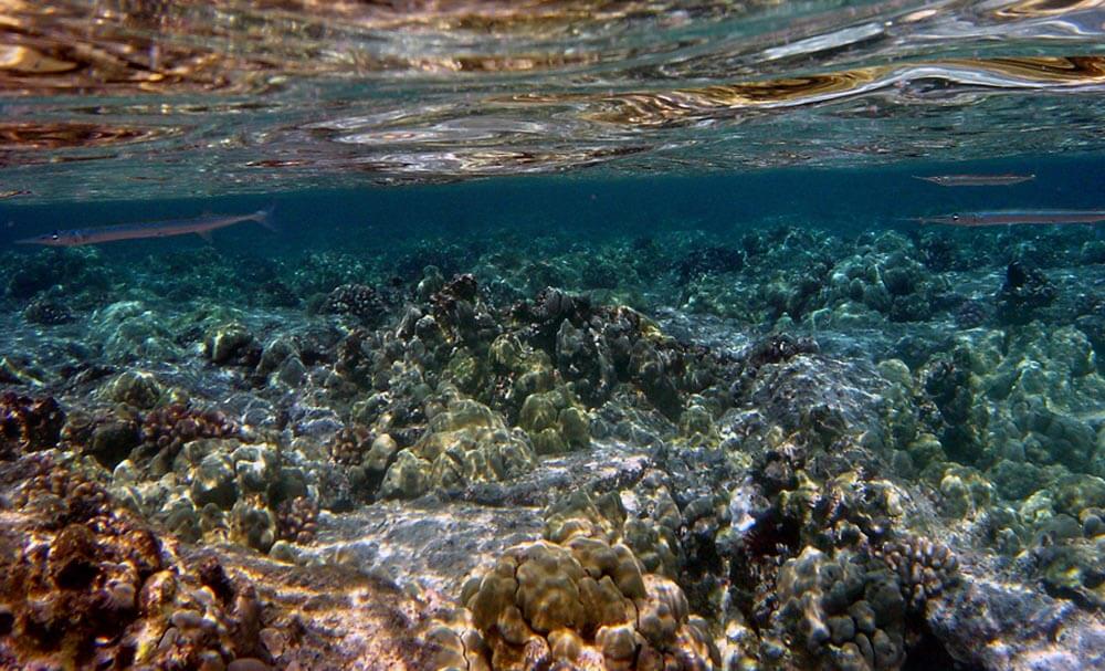 Snorkeling spots on Big Island of Hawaii surf Kona
