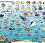 A catalog of Hawaii's tropical fish