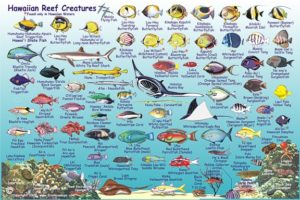 A snorkeling catalog of Hawaii's tropical fish