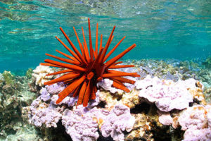 Sea Urchin and Coral Reef