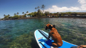 stand up paddle board lessons in kona hawaii